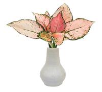 I Giardini di Giulia | Aglaonema Lucky Red in Idrocultura con Vaso Artigianale in Argilla Ø10,5 cm | Pianta Vera da Interno con Foglie Rosa e Verdi | Senza Terriccio - Compatta e Facile (Bianco)