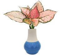 I Giardini di Giulia | Aglaonema Lucky Red in Idrocultura con Vaso Artigianale in Argilla Ø10,5 cm | Pianta Vera da Interno con Foglie Rosa e Verdi | Senza Terriccio - Compatta e Facile (Acqua marina)