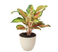 I GIARDINI DI GIULIA - Aglaonema “Maha Lab” Ø 15 cm in vaso plastica riciclata - Foglie sfumate verde lime, crema e rosa corallo, pianta da interno purificante,poca luce (Vaso avorio)