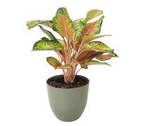 I GIARDINI DI GIULIA - Aglaonema “Maha Lab” Ø 15 cm in vaso plastica riciclata - Foglie sfumate verde lime, crema e rosa corallo, pianta da interno purificante,poca luce (Vaso verde rosmarino)