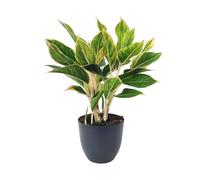 I GIARDINI DI GIULIA - Aglaonema ‘Pink Orink’ - Pianta da Interno Variegata Ø15 cm H.45 | Foglie Rosa, Verde e Crema | Piante Facili da Curare (Vaso antracite)