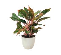I GIARDINI DI GIULIA - Aglaonema ‘Sam Orlala’ Ø15 cm H.45 cm | Pianta da Interno Foglie Verde e Rosso Corallo | Facile Cura e Depurazione Ari (Vaso avorio)