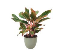 I GIARDINI DI GIULIA - Aglaonema ‘Sam Orlala’ Ø15 cm H.45 cm | Pianta da Interno Foglie Verde e Rosso Corallo | Facile Cura e Depurazione Ari (Vaso verde rosmarino)