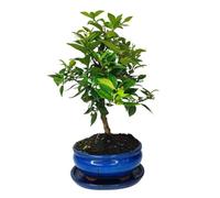 I Giardini di Giulia | Bonsai Chinotto 8 Anni (Citrus Myrtifolia) in Vaso di Ceramica con Sottovaso | Pianta Vera Sempreverde Profumata con Fioritura e Frutti Ornamentali Non Commestibili | Facile da