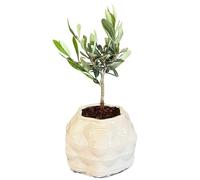 I Giardini di Giulia | Bonsai di Olivo in Vaso di Ceramica Artigianale “Bangkok” Ø10 cm H.23 | Pianta Vera da Interno o Esterno | Idea Regalo Elegante e Naturale