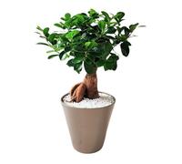 I GIARDINI DI GIULIA - Bonsai Ficus Ginseng in Idrocultura | Pianta d'Appartamento Decorativa in Perlite | Facile Cura e Purificazione Aria | Vaso Resina 16 cm | Altezza 35 cm (Vaso Beige)