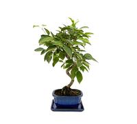 I Giardini di Giulia | Bonsai Melo 8 Anni in Vaso di Ceramica con Sottovaso | Pianta Vera Fruttifera da Interno ed Esterno | Fioritura Primaverile e Piccoli Frutti Decorativi | Facile da Curare
