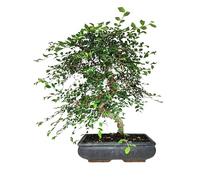I GIARDINI DI GIULIA - Bonsai Zelkova S-Shape | Pianta Interna 50 cm | Vaso Terracotta 30x18 cm | Facile Manutenzione | Elegante Design, Tronco Marrone Foglie Verdi