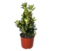 I Giardini di Giulia | Evonimo Euonymus Livornese Ø18 H.50 | Pianta Sempreverde Decorativa | Ideale per Siepi, Bordure e Giardini | Resistente e Facile da Coltivare
