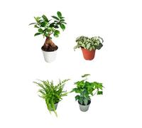 I Giardini di Giulia | Kit 4 Piantine Verdi per Terrarium Fai-da-Te | Ficus Ginseng Mini, Fittonia, Felce, Edera | Piante Vive da Interno Facili da Curare (Fittonia bianca)