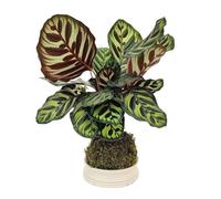 I GIARDINI DI GIULIA - Kokedama Calathea Makoyana con Piattino in Terracotta Ø13 cm | Pianta Vera da Interno con Foglie Ornamentali | Design Naturale Senza Vaso | Facile da Curare