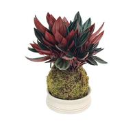 I Giardini di Giulia | Kokedama Peperomia Caperata Rossa con Piattino in Terracotta Ø13 cm | Pianta Vera da Interno Compatta e Decorativa | Foglie Rosso Borgogna | Design Naturale Senza Vaso | Facile