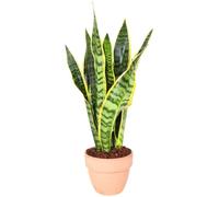 I GIARDINI DI GIULIA - Lingua di suocera - pianta da interno facile da curare, Sansevieria trifasciata Laurentii - altezza ca. 40 cm, diametro del vaso 13 cm, Pianta Vera (In Vaso di Terracotta)