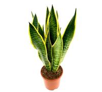 I GIARDINI DI GIULIA - Lingua di suocera - pianta da interno facile da curare, Sansevieria trifasciata Laurentii - altezza ca. 40 cm, diametro del vaso 13 cm, Pianta Vera (In Vaso di Plastica)
