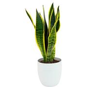I GIARDINI DI GIULIA - Lingua di suocera - pianta da interno, Sansevieria trifasciata Laurentii - altezza ca. 40 cm, diametro del vaso 13 cm, Pianta Vera (In Vaso di Ceramica Bianco)