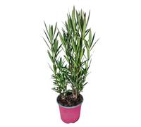 I GIARDINI DI GIULIA - Nerium Oleander Ø18 H.45 | Pianta Sempreverde con Fiori Colore Bianco| Ideale per Giardini, Terrazzi e Siepi | Resistente e Facile da Coltivare (Fiori rosa)