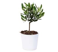I GIARDINI DI GIULIA - Olivo mini Bonsai, Pianta Vera da Interno ed Esterno, 18-20 cm di Altezza, Mini Bonsai Mediterraneo, Olea Europaea con Vaso Ceramica Bianco, Ideale per Arredo Casa e Ufficio