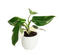 I Giardini di Giulia - Philodendron White Princess | Pianta d'Appartamento Decorativa in Vaso di Ceramica 14 cm | Foglie Variegate Bianco-Verdi | Altezza 30 cm | Ideale per Casa e Ufficio