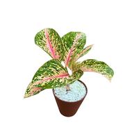 I GIARDINI DI GIULIA - Pianta Aglaonema 'Red Siam' in IDROCOLTURA con Perlite - Vaso da 16 cm con Riserva d'Acqua, Bagnatura ogni 20/30 giorni, Pianta Rara.