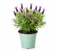 I GIARDINI DI GIULIA - Pianta di Lavanda in Vaso Ø14 cm - Altezza 30 cm - Pianta Aromatica da Esterno Profumata - Lavanda Ornamentale per Giardino, Balcone e Terrazzo