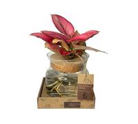 I GIARDINI DI GIULIA - Pianta Vera di Aglonema 'Red Anjamani' in Idrocultura, Foglie Rosse, Vaso di Vetro Trasparente, Ornamentale, Facile da Mantenere