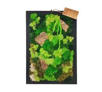 I GIARDINI DI GIULIA - Quadro Rettangolare di Muschio e Licheni Stabilizzati Vero Verde Silenzio 30x40 cm, Con cornice in Legno, decorazione da parete naturale per la casa o ufficio