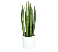 I Giardini di Giulia, Sansevieria Cylindrica in vaso di ceramica bianca diametro 20 cm, altezza 67 cm, pianta vera.Piante per interni resistente