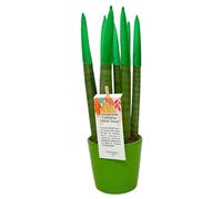 I GIARDINI DI GIULIA - Sansevieria Cylindrica punte di velluto in vaso di ceramica colorato diametro 12 cm. altezza 35 cm, pianta vera (Verde)