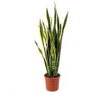 I GIARDINI DI GIULIA - Sansevieria Laurentii Extra Altezza 120 cm - Pianta VERA Unica nel Suo Genere con vaso da 24 cm di diametro - Foglie con Bordi Dorati - Decorazione d'Interni d'Impatto.
