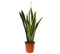 I GIARDINI DI GIULIA - Sansevieria Laurentii Pianta Vera da Interno Lingua di Suocera Vaso 18 cm, h 65 cm, Pianta che Purifica l'Aria