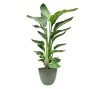I GIARDINI DI GIULIA - Strelitzia Nicolai “Uccello del Paradiso” Ø20 cm H80 cm - Pianta da Interno Tropicale a Grandi Foglie, Purificatrice d’Aria (Verde rosmarino)