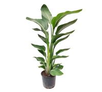I GIARDINI DI GIULIA - Strelitzia Nicolai “Uccello del Paradiso” Ø20 cm H90 cm - Pianta da Interno Tropicale a Grandi Foglie, Purificatrice d’Aria (Senza vaso)