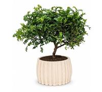I GIARDINI DI GIULIA - Super Bonsai Pepe di Sichuan (Zanthoxylum Piperitum) | Pianta Vera da Interno Facile da Curare | Vaso Ceramica Artigianale Dioniso Ø16 cm, Altezza 40 cm | Idea Regalo Elegante