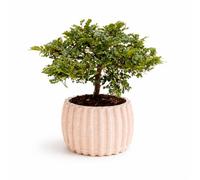 I GIARDINI DI GIULIA - Super Bonsai Pepe Extra in Vaso di Ceramica Artigianale Dioniso Ø16 cm - Altezza 40 cm - Pianta Ornamentale da Interno Elegante