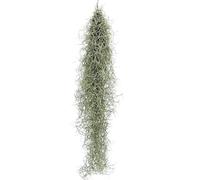 I GIARDINI DI GIULIA - TILLANDSIA USNEOIDES (SPANISH MOSS)