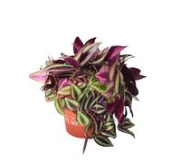 I GIARDINI DI GIULIA - Tradescantia Zebrina, Pianta Vera,Pianta d'appartamento facile da Curare, Vaso 12 cm diametro