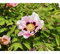 I rizomi ornamentali di peonia, che fioriscono in abbondanza, creano un romantico giardino primaverile-5bulbi-E