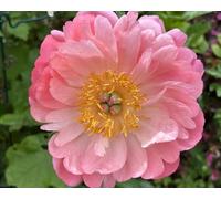 I rizomi ornamentali di peonia, che fioriscono in abbondanza, creano un romantico giardino primaverile-2bulbi-A