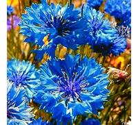 I semi di fiordaliso migliorano la vita comfort parco decorazione combinazione ezza di diversi colori vivente giardino segreto 100 semi Seeds ONLY