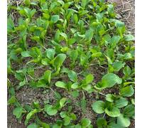 I semi di Pak Choi sono resistenti all'inverno, esterno senape cinese, varietà antiche, balcone, tappezzanti, 400pcs