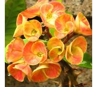 I semi di spine di Cristo - d'appartamento decorazione floreale vecchie varietà resistenti semi come bomboniera arredamento del soggiorno per luoghi soleggiati 500pcs