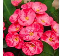 I semi di spine di Cristo - serre da balcone resistenti vecchie varietà semi come bomboniera selvatici d'appartamento raro da balcone arredamento del 180pcs