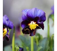 I semi violetta cornuta sono resistenti all'inverno. balcone serra di selvatici, aiuola rialzata, per il giardino 400pcs