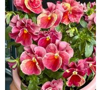 I semi violetta cornuta sono resistenti all'inverno. per giardini rocciosi sul balcone di vecchie varietà 450pcs