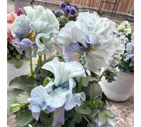 I semi violetta cornuta sono resistenti all'inverno. prima li decorative per giardini rocciosi 800pcs