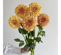 I tuberi di dalia sono resistenti all'inverno, da appartamento, per balconi, 5pcs