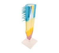 ibasenice Anatomico Radice Mais Struttura Botanica Realistica Materiale Resistente per Scuola e Supporto Didattico per Insegnamento Biologia Portatile e Dettagliato