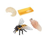 ibasenice Modelli Api Ciclo di Vita Giocattolo Educativo in Plastica Leggera Decorazione Apistica Realistica per Scienze Naturali e Cognizione