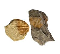 ibasenice Trilobite Decorativi per Insegnamento e Arricchimento della Conoscenza 2 Pezzi in Materiale Fossile Compatti e Feste