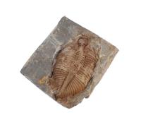 ibasenice Trilobite Fossile in Pietra Naturale, Esemplare per Studio e Decorazione da Scrivania per Collezionisti e Appassionati